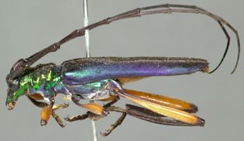 Media type: image;   Entomology 3903 Aspect: habitus lateral view